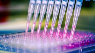 A scientist distributes liquid through a multichannel Pipette